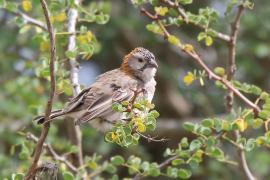 Łuskogłowik czarnobrody - Sporopipes squamifrons - Scaly-fronted Weaver