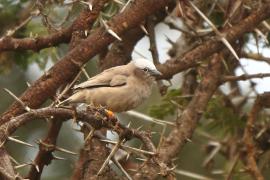 Gromadnik siwogłowy - Pseudonigrita arnaudi - Grey-headed Social Weaver