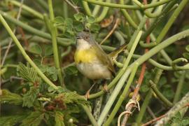 Nikornik żółtopierśny - Apalis flavida - Yellow-breasted Apalis