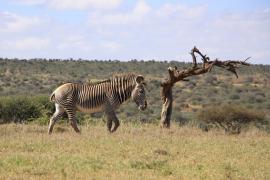 Zebra Grevyego.