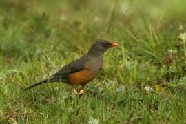 Drozd abisyński - Turdus abyssinicus - Ethiopian Thrush