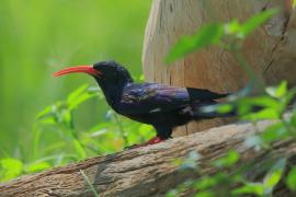 Sierpodudek kenijski - Phoeniculus granti - Grant's Wood-hoopoe
