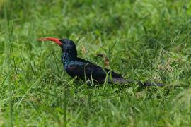 Sierpodudek kenijski - Phoeniculus granti - Grant's Wood-hoopoe