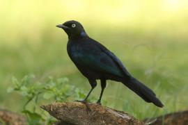 Błyszczak purpurowosterny - Lamprotornis purpuroptera - Rüppell's Glossy Starling