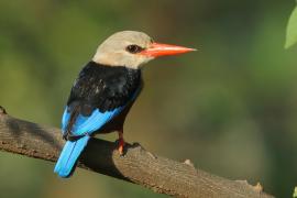 Łowiec szarogłowy - Halcyon leucocephala - Grey-headed Kingfisher