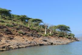 Wyspa na jeziorze Baringo.