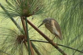 Czapla modronosa - Ardeola ralloides - Squacco Heron