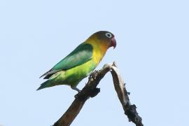 Nierozłączka czarnogłowa - Agapornis personatus - Yellow-collared Lovebird