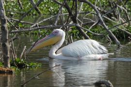 Pelikan różowy - Pelecanus onocrotalus - Great White Pelican