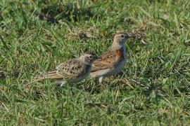 Skowrończyk rdzawołbisty - Calandrella cinerea - Red-capped Lark