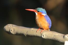 Zimorodek malachitowy - Corythornis cristatus  - African Malachite Kingfisher