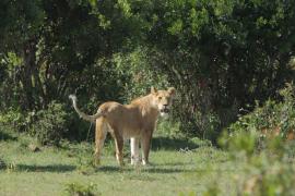 Lwica w MasaiMara.