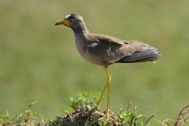 Czajka płowa - Vanellus senegallus - Wattled Lapwing