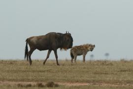 Gnu i hiena.