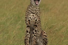 Gepard.