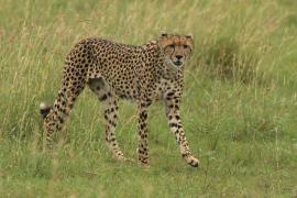 Gepard.