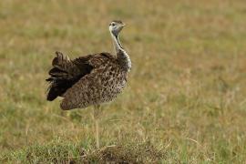 Dropik czarnobrzuchy - Lissotis melanogaster - Black-bellied Bustard