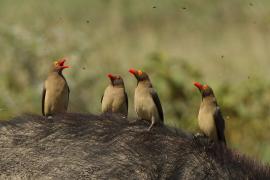Bąkojad czerwonodzioby - Buphagus erythrorhynchus - Red-billed Oxpecker