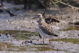 Batalion - Calidris pugnax - Ruff