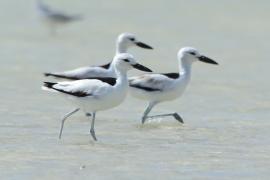 Krabożer - Dromas ardeola - Crab-plover