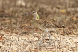 Kulik mniejszy - Numenius phaeopus - Whimbrel