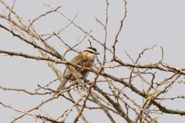 Czagra senegalska - Tchagra senegalus - Black-crowned Tchagra