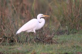 Czapla biała - Ardea alba - Western Great Egret