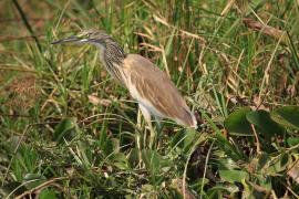 Czapla modronosa - Ardeola ralloides - Squacco Heron