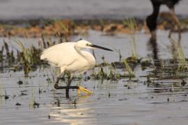 Czapla nadobna - Egretta garzetta - Little Egret