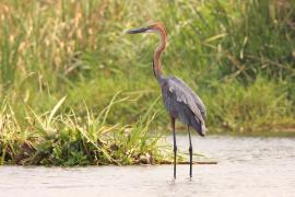 Czapla olbrzymia - Ardea goliath - Goliath Heron