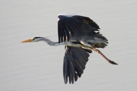Czapla siwa - Ardea cinerea- Grey Heron
