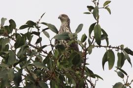 Trzmielojad - Pernis apivorus - European Honey Buzzard