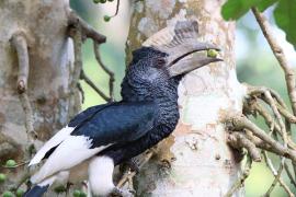 Dzioborożec baniastoczoły - Bycanistes subcylindricus - Black-and-white-casqued Hornbill
