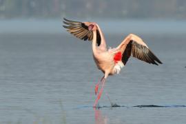 Flaming mały - Phoeniconaias minor - Lesser Flamingo