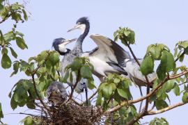 Czapla czarnogłowa - Ardea melanocephala - Black-headed Heron