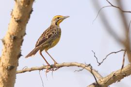 Szponnik żółtogardły - Macronyx croceus - Yellow-throated Longclaw