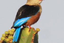 Łowiec szarogłowy - Halcyon leucocephala - Grey-headed Kingfisher