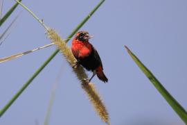 Wikłacz ognisty - Euplectes orix - Southern Red Bishop