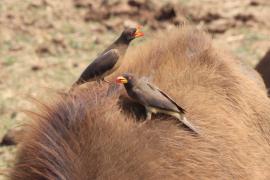 Bąkojad żółtodzioby - Buphagus africanus - Yellow-billed Oxpecker