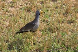 Czajka płowa - Vanellus senegallus - Wattled Lapwing