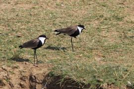 Czajka szponiasta - Vanellus spinosus - Spur-winged Lapwing