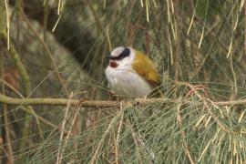 Wilgowiec rdzawogardły - Eminia lepida - Grey-capped Warbler