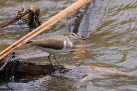 Brodziec piskliwy - Actitis hypoleucos - Common Sandpiper