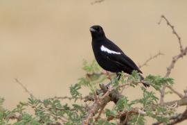 Smolarek epoletowy - Myrmecocichla nigra - Sooty Chat