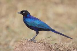 Błyszczak purpurowosterny - Lamprotornis purpuroptera - Rüppell's Glossy Starling