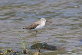 Brodziec pławny - Tringa stagnatilis - Marsh Sandpiper