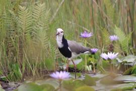 Czajka białolica - Vanellus crassirostris - Long-toed Lapwing