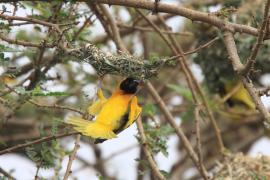 Wikłacz zmienny - Malimbus cucullatus - Village Weaver