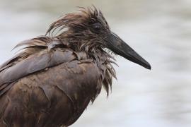 Waruga - Scopus umbretta - Hamerkop