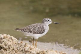 Łęczak - Tringa glareola - Wood Sandpiper